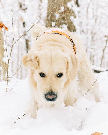 English Cream Golden Retriever is having the time of his life after snowfall in Pittsburgh, Western Pennsylvania. Keep calm and have fun.の写真素材