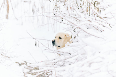English Cream Golden Retriever is having the time of his life after snowfall in Pittsburgh, Western...