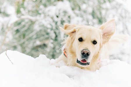 English Cream Golden Retriever is having the time of his life after snowfall in Pittsburgh, Western...
