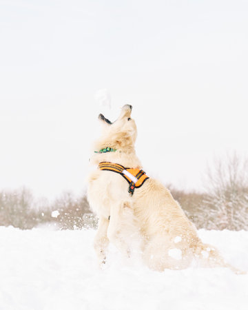 English Cream Golden Retriever is having the time of his life after snowfall in Pittsburgh, Western...