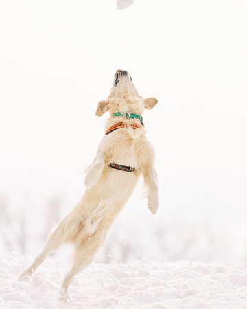 English Cream Golden Retriever is having the time of his life after snowfall in Pittsburgh, Western...