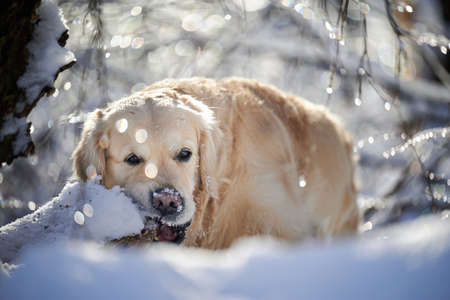 SEWICKLEY, PA, USA - FEBRUARY 6TH 2022: A 5-year old male Golden Retriever dog is hiking up the hills of Western Pennsylvania. The winter forest is covered in snow and the icicles shine in the sun.の写真素材