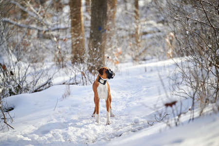 SEWICKLEY, PA, USA - FEBRUARY 6TH 2022: A cute male brown Boxer puppy is hiking up the hills of Western Pennsylvania on his own. The winter forest is covered in snow and the icicles shine in the sun.の写真素材