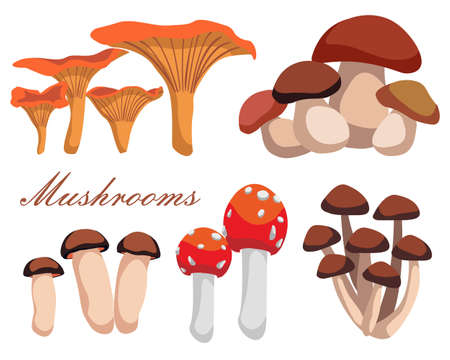 Vector set of realistic forest mushrooms isolated on white background. Chanterelle, agaric honey, cep, orange-cap boletus, fly agaric.のイラスト素材