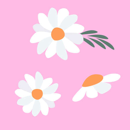 White flowers isolated on a pink background. Vector set of chamomile.のイラスト素材