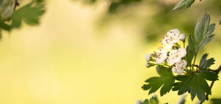 Spring white flowers of hawthorn on a green background. Selective focus.