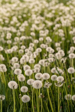 Many dandelions in a green meadow at sunset or sunriseの写真素材