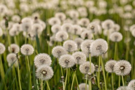 Many dandelions in a green meadow at sunset or sunriseの写真素材