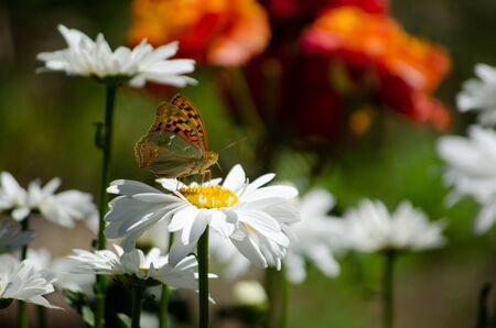 butterfly sits on a camomile flower. Soft focus