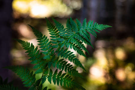 Natural background, fern branch in the forest on the background of sunset.