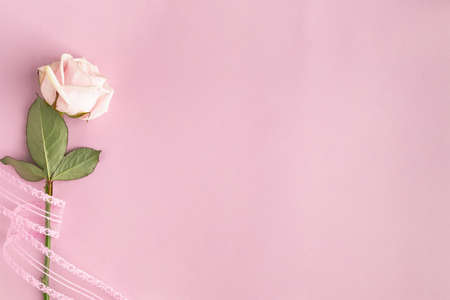 Festive frame with one rose on a pink background. Birthday, mothers, valentines, women, wedding day concept.の写真素材
