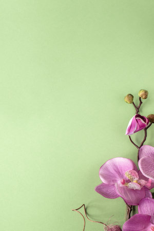 Minimal abstract background with a shadow on a green background for the presentation of a product. Top viewの写真素材