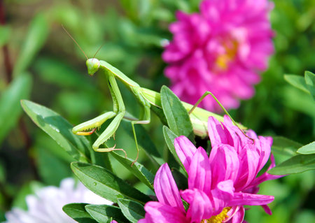 Praying mantis (Mantis religiosa) on a pink flowerの写真素材