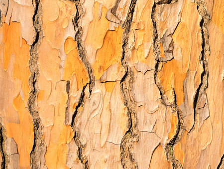 Tree bark, pine, backgroundの写真素材