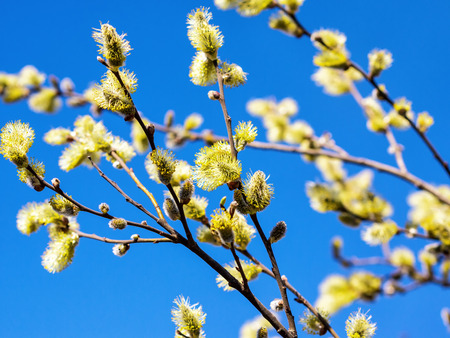 Flowering twig of willowの写真素材