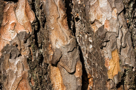 The pine bark, textureの写真素材