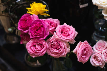 Pink rosesの写真素材