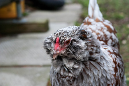 Gray araucana hen domestic urban chicken coopの写真素材