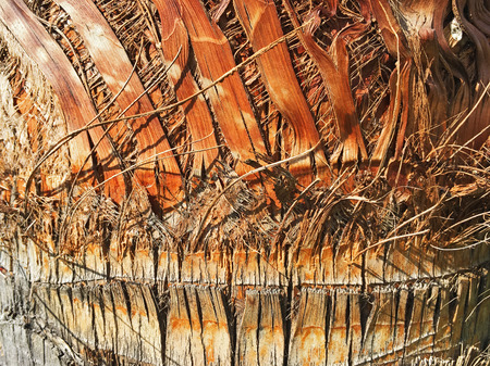 Bark of a Palm Treeの写真素材