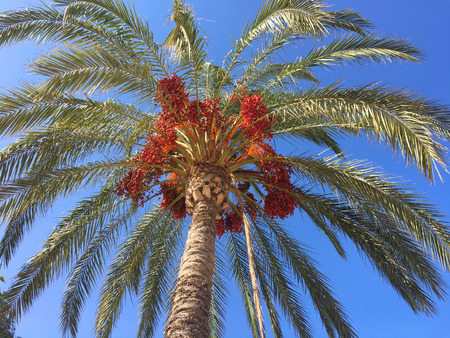 Palm Tree looking upの写真素材
