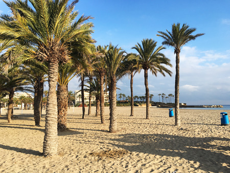 Palm Trees on a Beachの写真素材