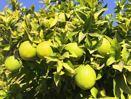 Green Oranges on a Treeの写真素材