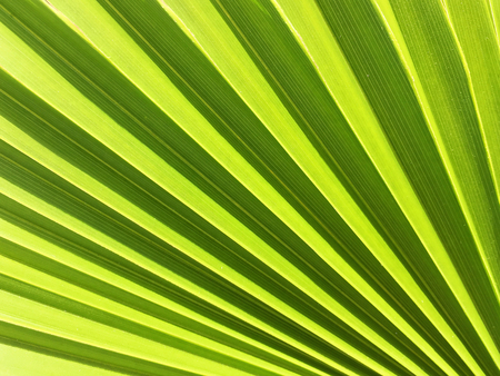 Green Leaf wallpaperの写真素材