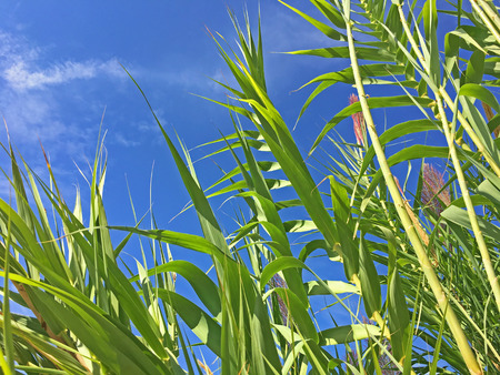 Reed in front of a blue skyの写真素材