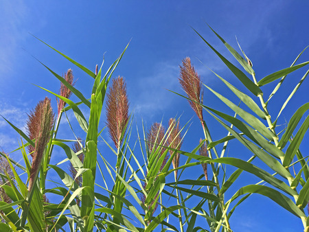 Reeds in front of blue skyの写真素材