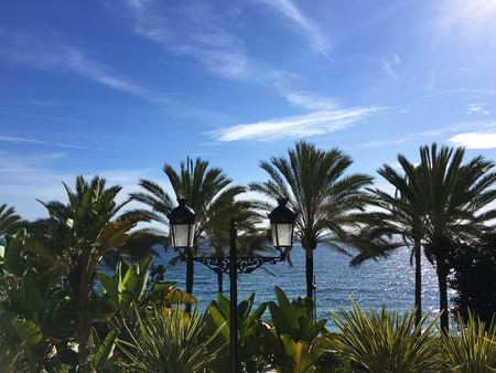 Palm Trees on the sea shoreの写真素材