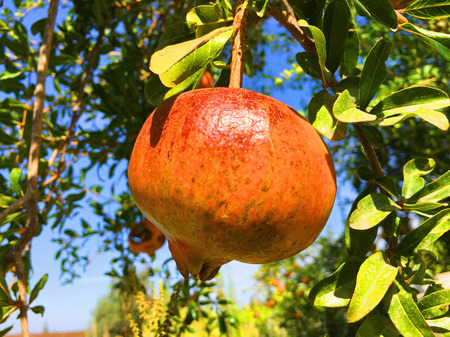 Pomegranate on a Treeの写真素材
