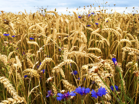 Barley Field with Cornflowersの写真素材