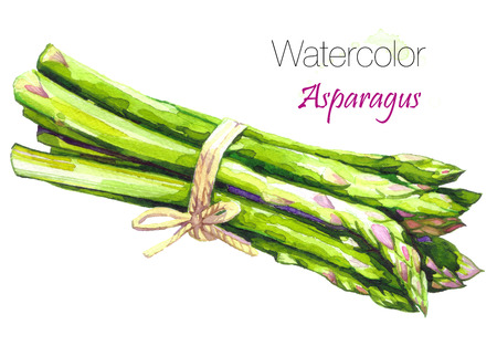 Watercolor fresh green asparagus. Isolated eco food illustration on white background.Food Clip art.Hand drawn watercolor painting healthy Vegan Food Design.Background for packaging, cards and posters.の写真素材