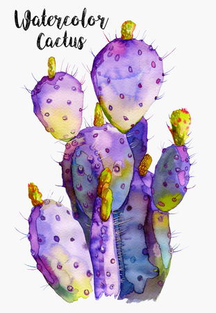 Wildflower cactus in a watercolor style. Full name of the plant: cactus. Aquarelle wild flower for background, texture, wrapper pattern, frame or border.Watercolor cactus isolated on white backgroundの写真素材