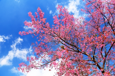 Superb Pink Cherry Blossom with Blue Skyの写真素材