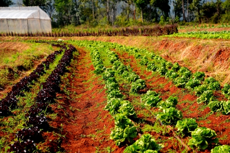 Vegetable Plants の写真素材