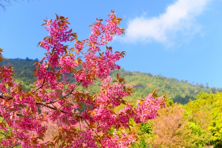 Pink Cherry Blossom with Blue Skyの写真素材