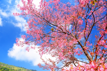 Pink Cherry Blossom with Blue Skyの写真素材