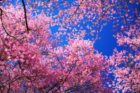Pink Cherry Blossom with Blue Skyの写真素材