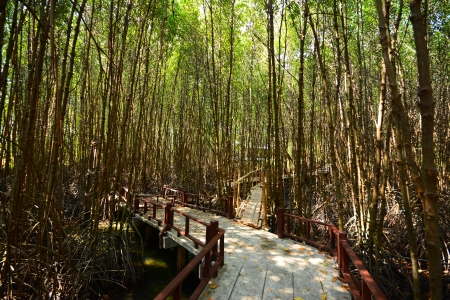 Mangrove Forestの写真素材