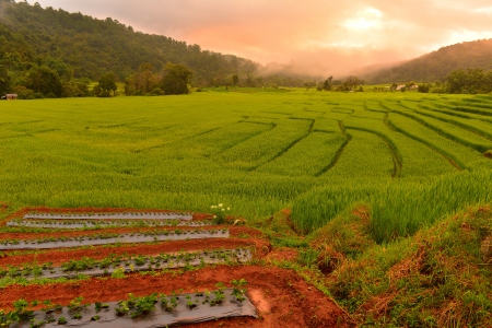 Terraced Rice Fieldsの写真素材