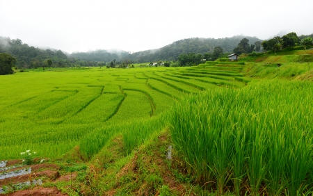 Terraced Rice Fieldsの写真素材