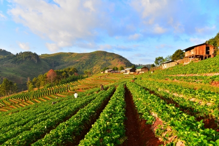 Terraced Strawberries Fields の写真素材