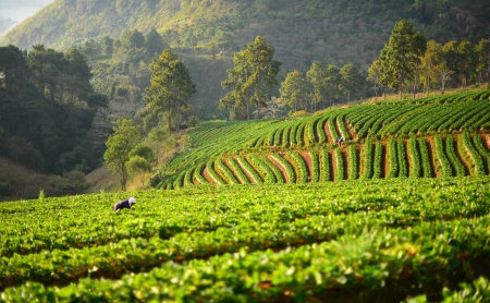 Terraced Strawberries Fields の写真素材