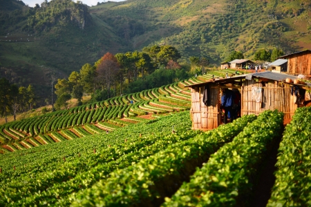 Terraced Strawberries Fields の写真素材