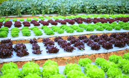Hydroponics Vegetables の写真素材