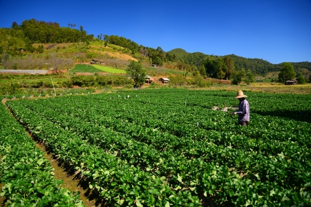 Vegetable Fieldsの写真素材