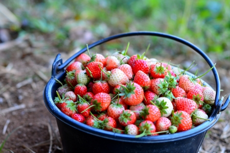 Fresh Strawberriesの写真素材