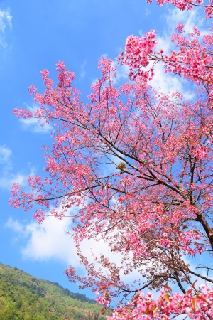 Pink Cherry Blossom with Blue Skyの写真素材