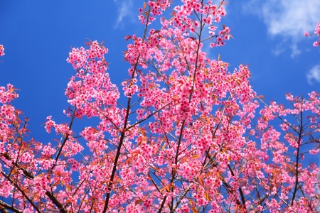 Pink Cherry Blossom with Blue Skyの写真素材